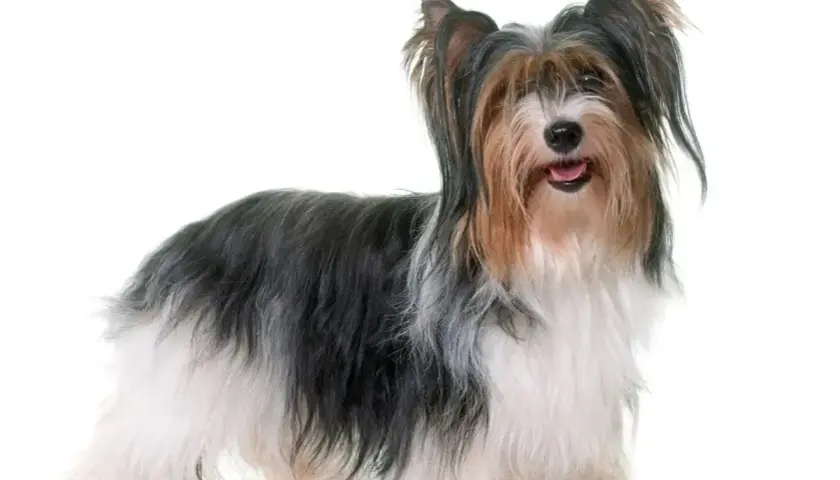 Uroczy yorkshire terrier biewer z długą, trójkolorową sierścią, stojący na białym tle.