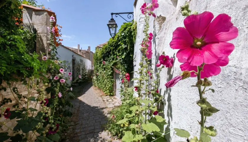 Un sentier pavé bordé de roses trémières roses et fuchsia, grimpant sur des murs blancs et une végétation luxuriante. Le danger de la rose trémière réside dans sa fragilité face aux intempéries.