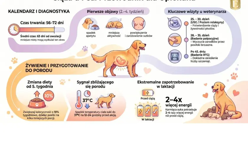 Ilustracja pokazuje, ile pies chodzi w ciąży (56-72 dni), objawy, wizyty u weterynarza, żywienie i przygotowanie do porodu.