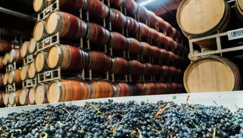 Winne beczki i świeże winogrona. Czy to początek produkcji sherry?