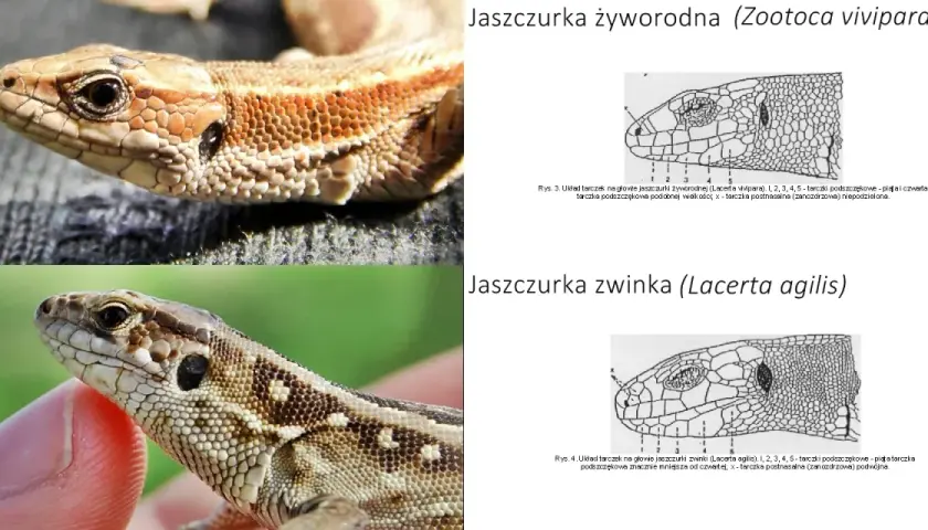 Dwie jaszczurki w Polsce: żyworodna i zwinka. Porównanie ich łusek na głowie.