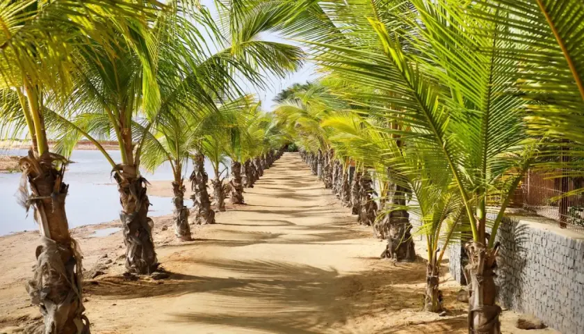 Aleja palm na plaży, idealna na październikowe wakacje na Wyspach Zielonego Przylądka. Słoneczna pogoda i szum oceanu.