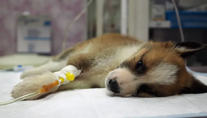 Ein krankes Hundebaby mit Parvovirus liegt mit Infusion.