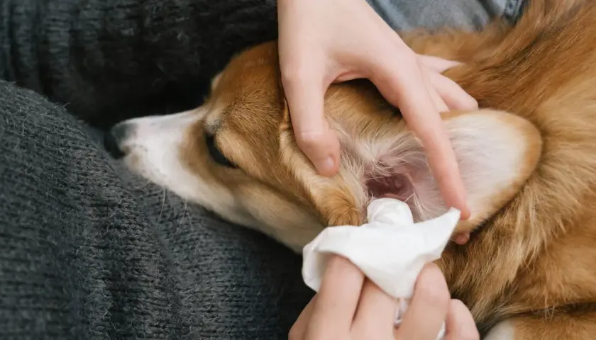 Persona cuida de su perro, limpiando sus orejas con una toallita.