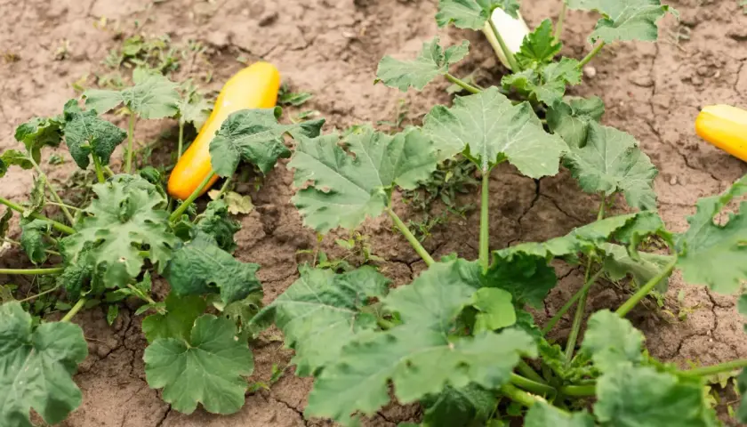Zucchine gialle e verdi crescono nel terreno arido, alcune con macchie scure sulle foglie.