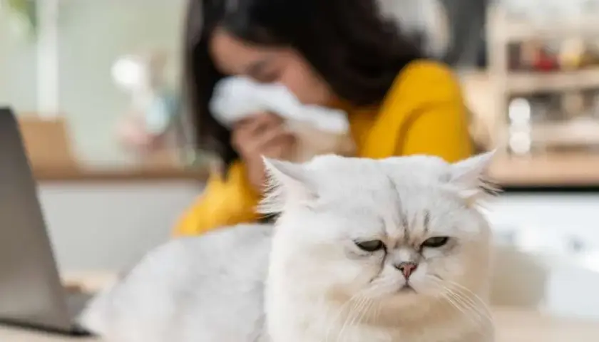 Gato blanco con cara de enfado, mientras una persona en el fondo estornuda, sufriendo de alergia al pelo de gato.
