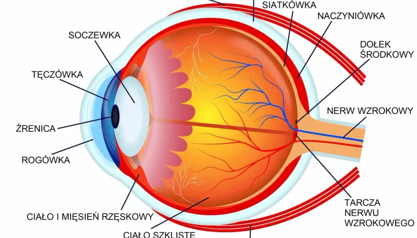Schemat oka z zaznaczonymi elementami, wyjaśniający mechanizm akomodacji oka. Widoczne soczewka, tęczówka, rogówka, siatkówka i nerw wzrokowy.