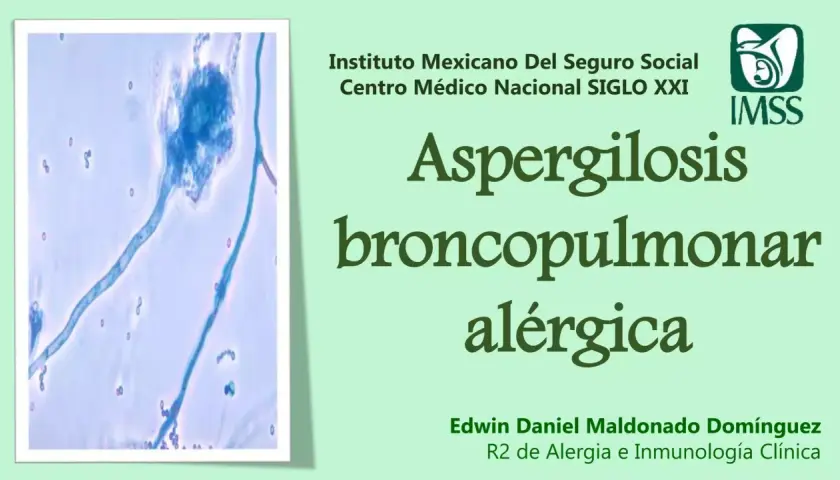 Microscopía de Aspergillus fumigatus, causante de aspergilosis broncopulmonar alérgica.