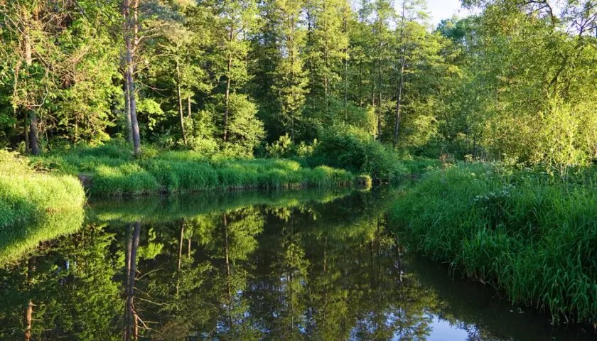 Ile rezerwatów przyrody w Polsce? Poznaj 1640 skarbów natury