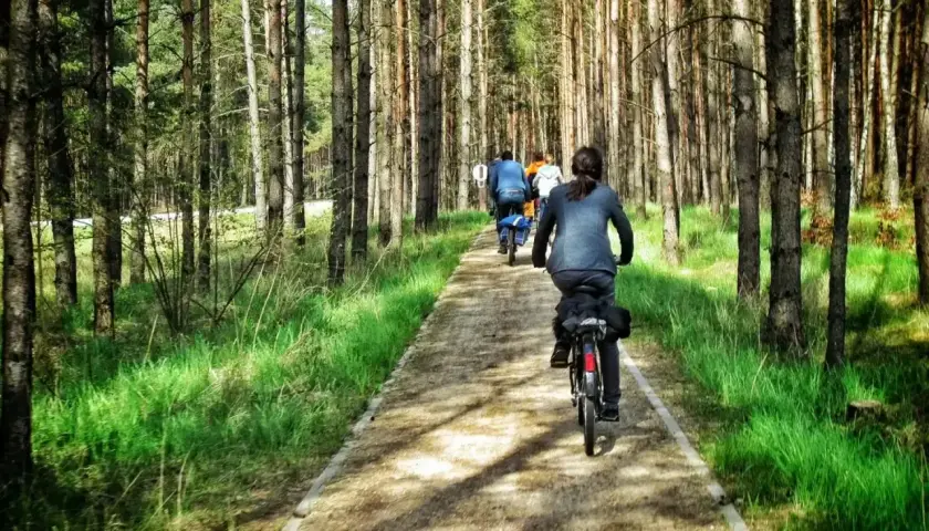 Grupa rowerzystów przemierza malownicze trasy rowerowe Kaszub przez sosnowy las.