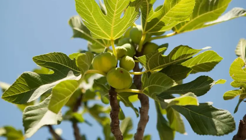 Un figuier arbre porte des figues vertes sous un ciel bleu. Ses grandes feuilles vertes sont illuminées par le soleil.