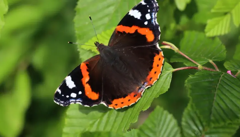 Ein Admiral Schmetterling ruht auf einem grünen Blatt, seine Flügel zeigen leuchtendes Orange, Schwarz und Weiß.
