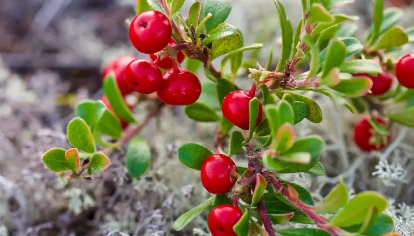 Grappoli di bacche rosse brillanti di uva ursina su un ramo verde, con muschio sullo sfondo.