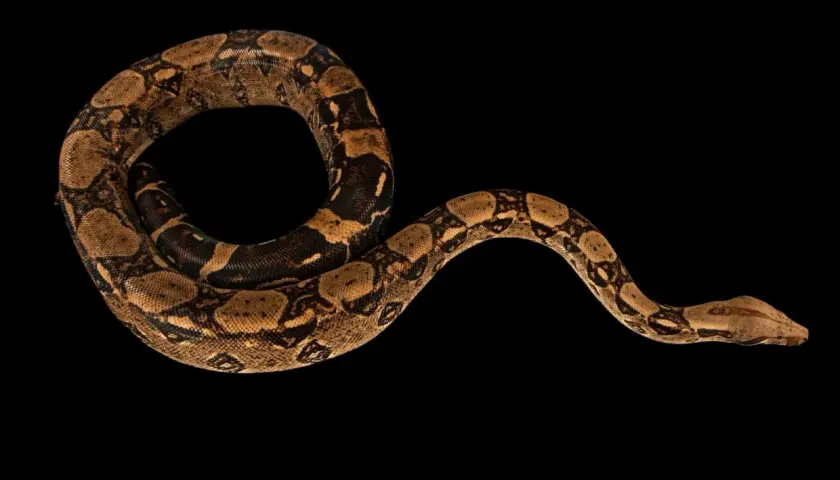 Una boa constrictor amarilla, con su cuerpo enroscado y patrones marrones, se desliza sobre fondo negro.