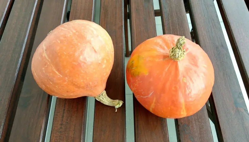 Dwie pomarańczowe dynie na drewnianym stole, idealne na puree z dyni dla niemowlaka.