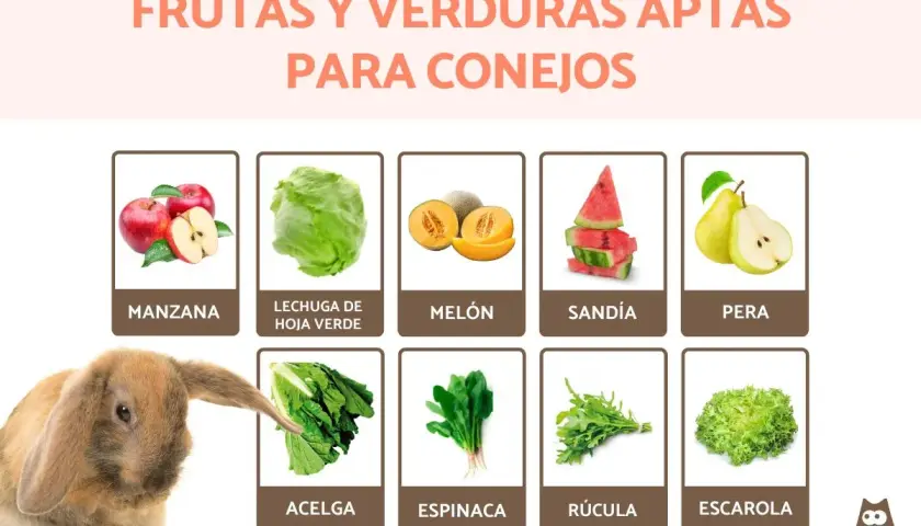 Un conejo adorable mira una variedad de frutas y verduras que comen los conejos: manzanas, lechuga, melón, sandía, pera, acelga, espinaca, rúcula y escarola.