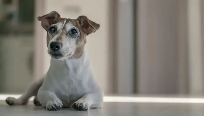 Ein älterer Jack Russell Terrier liegt entspannt auf dem Boden. Wie alt werden Jack Russell Terrier? Sie können bis zu 15 Jahre alt werden.