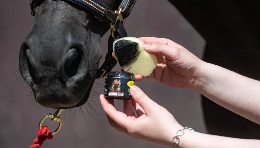 Ein schwarzes Pferd wird mit einem Schwamm und schwarzer Farbe für das Kinderschminken vorbereitet.