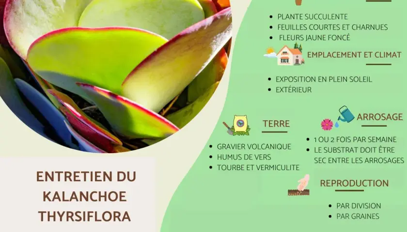 Gros plan sur les feuilles charnues et bordées de rouge d'un Kalanchoe thyrsiflora, plante succulente aux caractéristiques uniques.