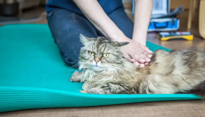 Katze mit Spondylose erhält eine sanfte Massage auf einer Matte.