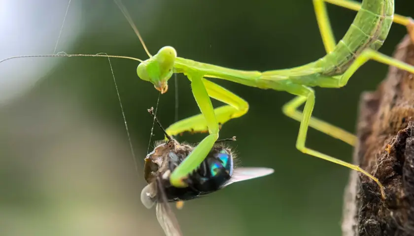 Grüne Gottesanbeterin in Deutschland fängt eine Fliege. Ein faszinierender Moment der Natur.