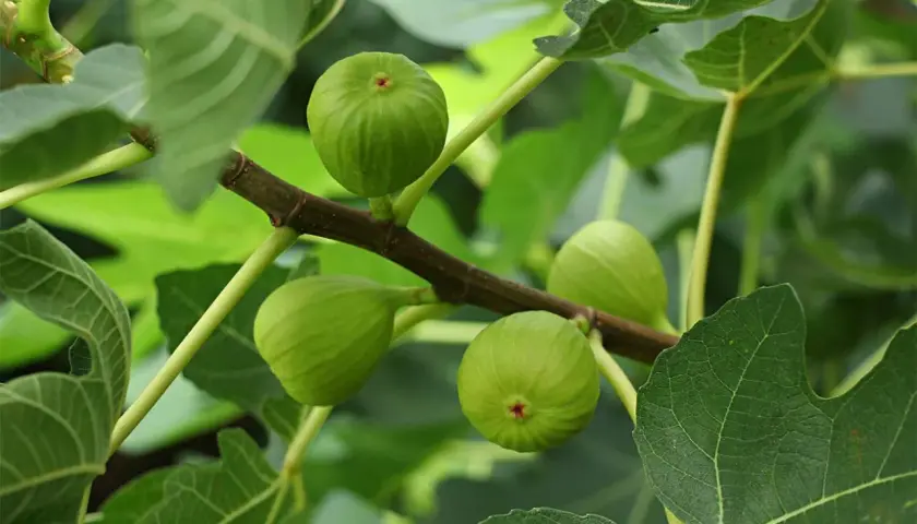 Fichi verdi acerbi su un ramo, con foglie lussureggianti. Speriamo che non ci siano malattie per questi fichi d'India.