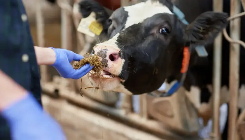 Mano enguantada ofrece heno a una vaca, cuidando la salud animal y previniendo la tuberculosis bovina.