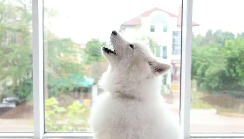 A fluffy white dog howls at a siren, a common behavior for dogs.