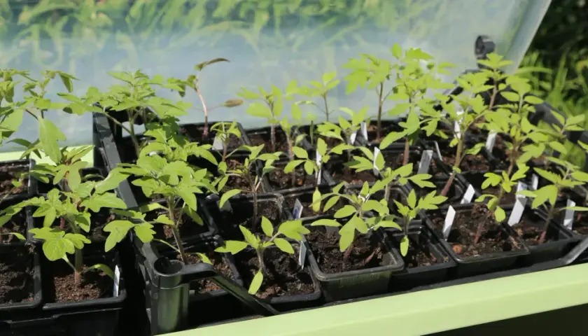 Jeunes plants de tomates prêts à être repiqués. Le moment idéal pour savoir quand planter tomates est arrivé, avec ces jeunes pousses vertes et vigoureuses.