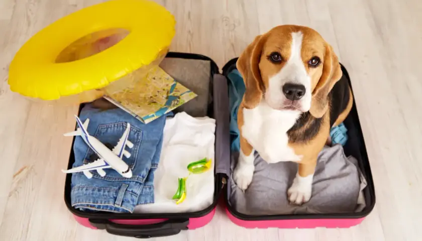 Beagle w walizce z zabawkami i mapą. Zastanawiasz się, ile kosztuje paszport dla psa na wakacje?