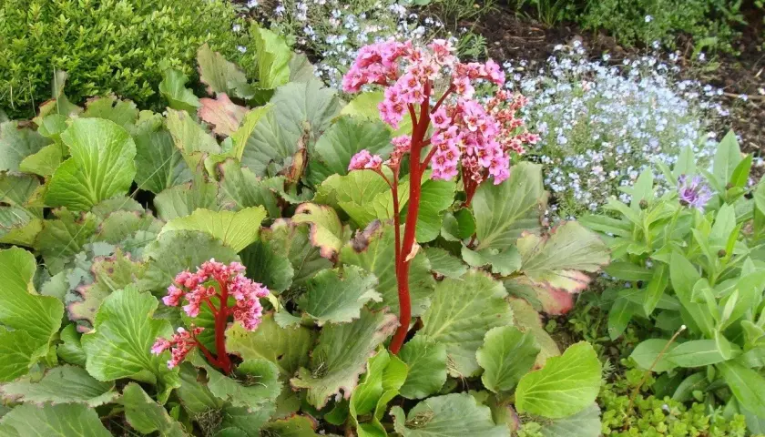 Bergenia zimą zachwyca różowymi kwiatami na czerwonych łodygach, otoczona zielenią i drobnymi niebieskimi kwiatuszkami.