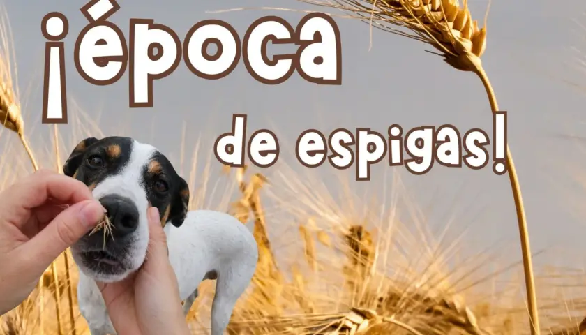 ¡Época de espigas! Un perro blanco y negro curioso olfatea unas espigas de trigo mientras unas manos le ofrecen más.