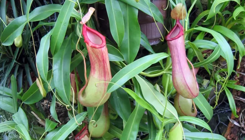 Plantes carnivores Nepenthes alata aux urnes rouges et vertes, suspendues parmi des feuilles luxuriantes.