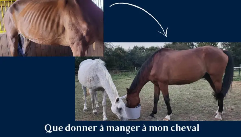 Un cheval émacié, puis deux chevaux mangeant dans un seau. Une ration d'avoine pour un cheval en convalescence.