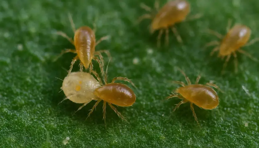Nahaufnahme von Raubmilben auf einem grünen Blatt. Ihr raues Aussehen und ihre winzigen Beine sind gut erkennbar.