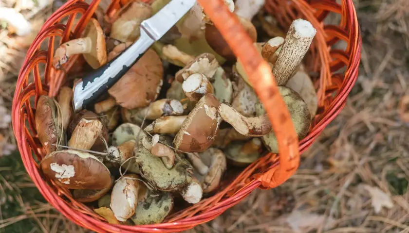 Pełny koszyk grzybów jadalnych, zebranych w lesie, z nożem do grzybobrań.