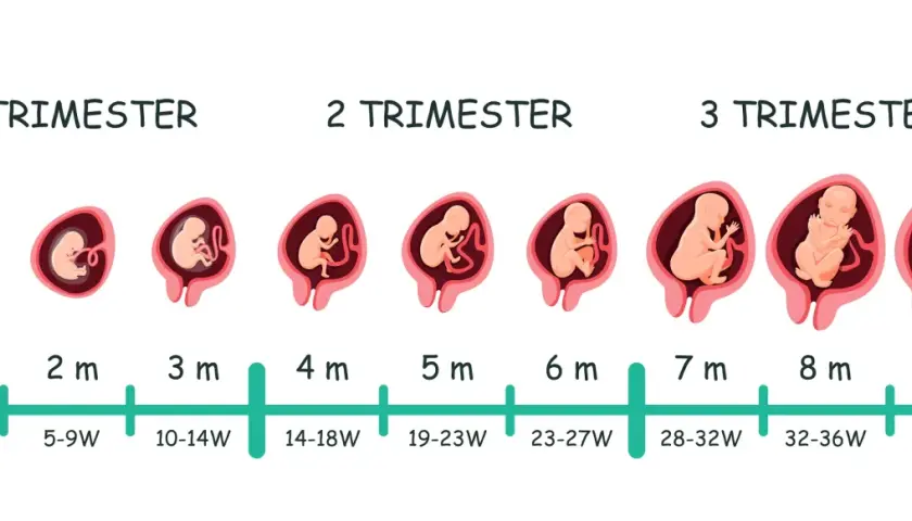 Entwicklung des Fötus von 1 bis 9 Monaten, zeigt verschiedene schwangerschaftswochen und monate.