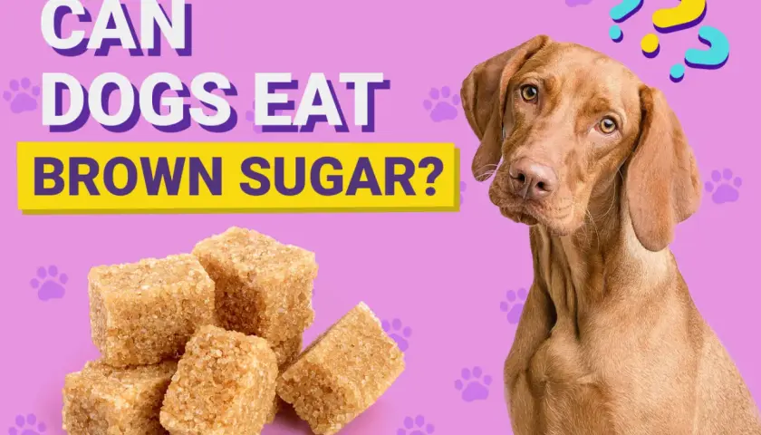 A curious dog looks at a pile of brown sugar cubes, with the text "Can dogs eat brown sugar?" above.
