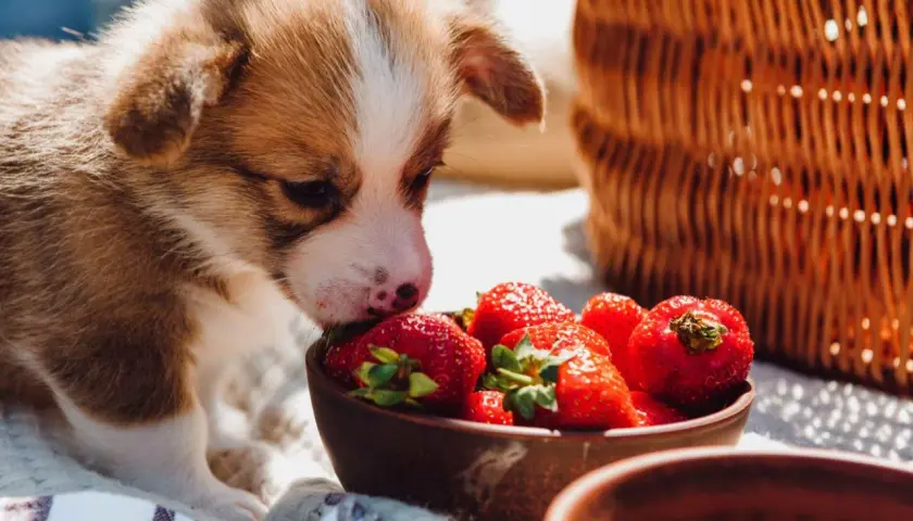 Cachorro Corgi olfateando fresas en un cuenco, parte de una dieta barf perros casera. Cesta de mimbre al fondo.