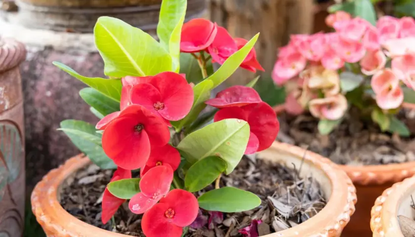 Czerwony euphorbia kwiat doniczkowy z zielonymi liśćmi w glinianej donicy. W tle widać różowe kwiaty.