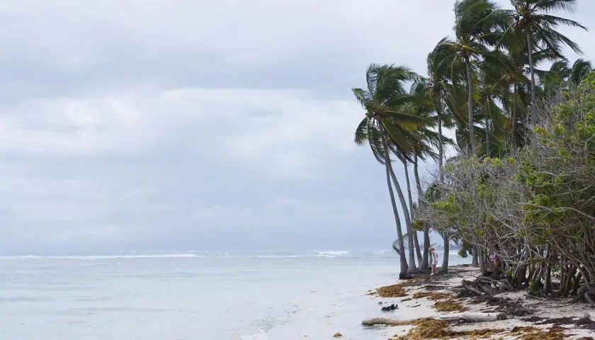Plaża na Gwadelupie z palmami i turkusową wodą. Ceny wakacji mogą być różne, ale widok jest bezcenny.