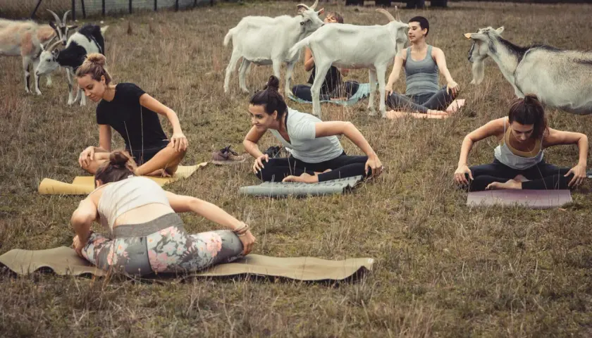 Kobiety ćwiczą jogę na trawie, a wokół nich swobodnie spacerują kozy. Nietypowa sesja jogi z kozami.