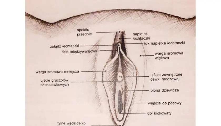 Ilustracja anatomiczna przedstawia zewnętrzne narządy płciowe kobiety, z zaznaczonym żołędziem łechtaczki i innymi elementami.