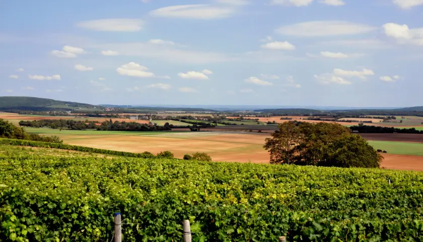 Paysage de vignobles verdoyants des Coteaux du Giennois, parfait pour un accord mets et vins blancs.