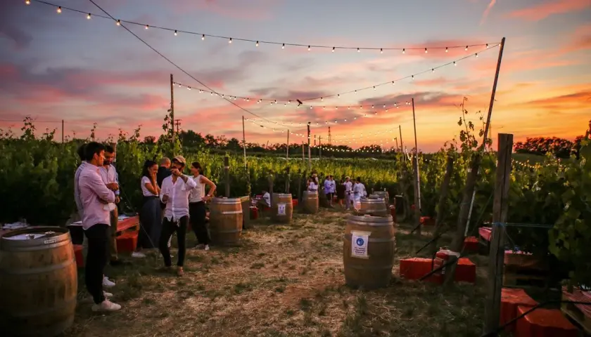 Un magico aperitivo in vigna al tramonto, con luci soffuse e amici che brindano tra le botti.