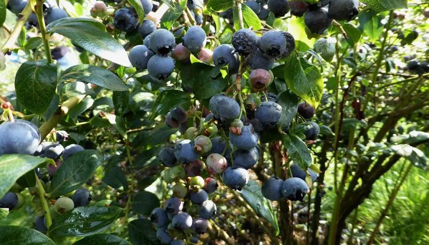Reife Heidelbeeren an einem Strauch. Einige Beeren zeigen Anzeichen von Krankheiten, was auf mögliche Probleme bei der Ernte hinweist.