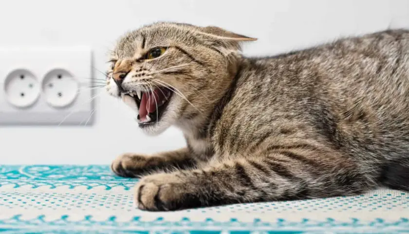 Eine aggressive Katze mit weit geöffnetem Maul und sichtbaren Zähnen, die an eine Tollwut-Katze erinnert. Sie liegt auf einem gemusterten Stoff vor einer Steckdose.