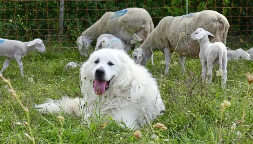 Un perro montaña del Pirineo, guardián blanco y peludo, descansa entre ovejas y corderos en un prado verde.