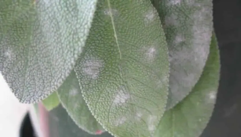 Foglie di salvia colpite da oidio, con macchie biancastre che ne ricoprono la superficie.