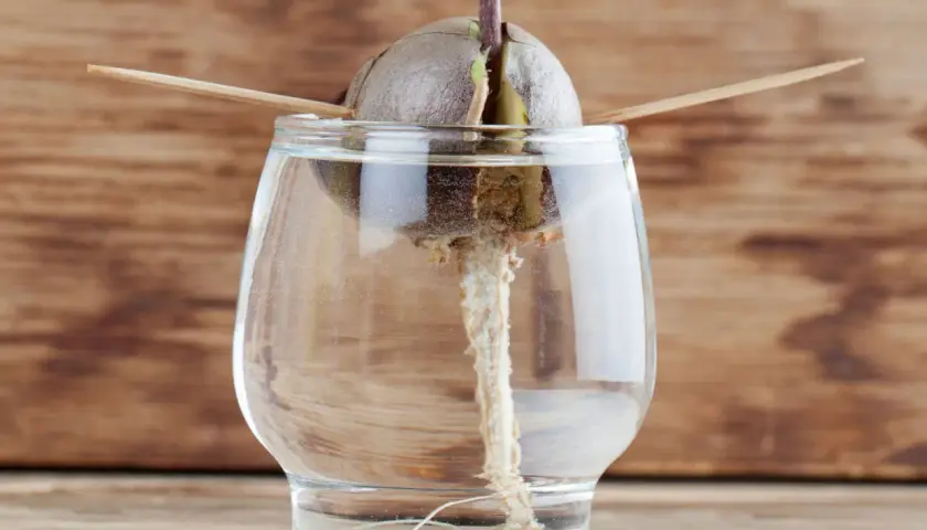 Un noyau d'avocat germe dans un verre d'eau, prêt à faire pousser un avocat. Des cure-dents le maintiennent en place.